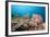 Very Varied Coral Reef, Florida Islands, the Solomon Islands-Reinhard Dirscherl-Framed Photographic Print