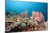 Very Varied Coral Reef, Florida Islands, the Solomon Islands-Reinhard Dirscherl-Mounted Photographic Print