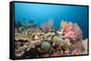 Very Varied Coral Reef, Florida Islands, the Solomon Islands-Reinhard Dirscherl-Framed Stretched Canvas