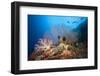 Very Varied Coral Reef, Russell Islands, the Solomon Islands-Reinhard Dirscherl-Framed Photographic Print