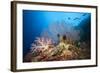 Very Varied Coral Reef, Russell Islands, the Solomon Islands-Reinhard Dirscherl-Framed Photographic Print