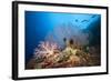 Very Varied Coral Reef, Russell Islands, the Solomon Islands-Reinhard Dirscherl-Framed Photographic Print