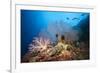 Very Varied Coral Reef, Russell Islands, the Solomon Islands-Reinhard Dirscherl-Framed Photographic Print