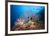 Very Varied Coral Reef, Russell Islands, the Solomon Islands-Reinhard Dirscherl-Framed Photographic Print