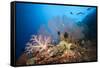 Very Varied Coral Reef, Russell Islands, the Solomon Islands-Reinhard Dirscherl-Framed Stretched Canvas