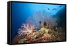 Very Varied Coral Reef, Russell Islands, the Solomon Islands-Reinhard Dirscherl-Framed Stretched Canvas