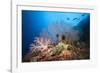 Very Varied Coral Reef, Russell Islands, the Solomon Islands-Reinhard Dirscherl-Framed Photographic Print