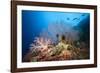 Very Varied Coral Reef, Russell Islands, the Solomon Islands-Reinhard Dirscherl-Framed Photographic Print