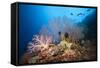 Very Varied Coral Reef, Russell Islands, the Solomon Islands-Reinhard Dirscherl-Framed Stretched Canvas