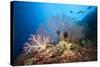 Very Varied Coral Reef, Russell Islands, the Solomon Islands-Reinhard Dirscherl-Stretched Canvas