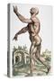 Vesalius: Muscles 02, 1543-Andreas Vesalius-Stretched Canvas