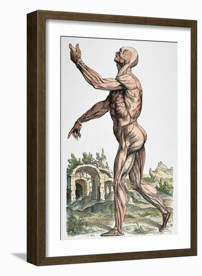 Vesalius: Muscles 02, 1543-Andreas Vesalius-Framed Giclee Print