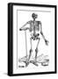 Vesalius: Skeletal System-null-Framed Giclee Print