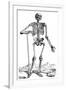 Vesalius: Skeletal System-null-Framed Giclee Print