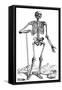 Vesalius: Skeletal System-null-Framed Stretched Canvas