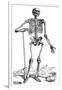 Vesalius: Skeletal System-null-Framed Giclee Print