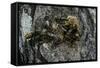 Vespa Crabro (European Hornet) - Nest Entrance in a Tree Trunk-Paul Starosta-Framed Stretched Canvas