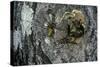 Vespa Crabro (European Hornet) - Nest Entrance in a Tree Trunk-Paul Starosta-Stretched Canvas
