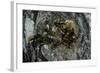 Vespa Crabro (European Hornet) - Nest Entrance in a Tree Trunk-Paul Starosta-Framed Photographic Print