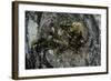 Vespa Crabro (European Hornet) - Nest Entrance in a Tree Trunk-Paul Starosta-Framed Photographic Print