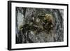 Vespa Crabro (European Hornet) - Nest Entrance in a Tree Trunk-Paul Starosta-Framed Photographic Print