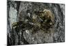 Vespa Crabro (European Hornet) - Nest Entrance in a Tree Trunk-Paul Starosta-Mounted Photographic Print