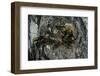 Vespa Crabro (European Hornet) - Nest Entrance in a Tree Trunk-Paul Starosta-Framed Photographic Print