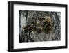 Vespa Crabro (European Hornet) - Nest Entrance in a Tree Trunk-Paul Starosta-Framed Photographic Print