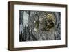 Vespa Crabro (European Hornet) - Nest Entrance in a Tree Trunk-Paul Starosta-Framed Photographic Print