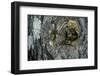 Vespa Crabro (European Hornet) - Nest Entrance in a Tree Trunk-Paul Starosta-Framed Photographic Print