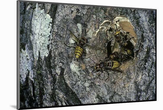 Vespa Crabro (European Hornet) - Nest Entrance in a Tree Trunk-Paul Starosta-Mounted Photographic Print