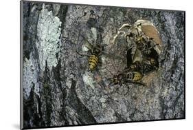 Vespa Crabro (European Hornet) - Nest Entrance in a Tree Trunk-Paul Starosta-Mounted Photographic Print