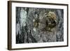 Vespa Crabro (European Hornet) - Nest Entrance in a Tree Trunk-Paul Starosta-Framed Photographic Print