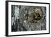 Vespa Crabro (European Hornet) - Nest Entrance in a Tree Trunk-Paul Starosta-Framed Photographic Print