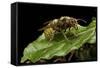 Vespa Crabro (European Hornet)-Paul Starosta-Framed Stretched Canvas