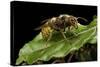 Vespa Crabro (European Hornet)-Paul Starosta-Stretched Canvas