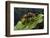 Vespa Crabro (European Hornet)-Paul Starosta-Framed Photographic Print