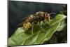 Vespa Crabro (European Hornet)-Paul Starosta-Mounted Photographic Print