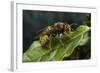 Vespa Crabro (European Hornet)-Paul Starosta-Framed Photographic Print