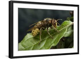 Vespa Crabro (European Hornet)-Paul Starosta-Framed Photographic Print