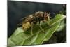 Vespa Crabro (European Hornet)-Paul Starosta-Mounted Photographic Print