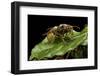 Vespa Crabro (European Hornet)-Paul Starosta-Framed Photographic Print