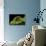Vespa Crabro (European Hornet)-Paul Starosta-Photographic Print displayed on a wall