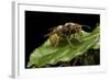 Vespa Crabro (European Hornet)-Paul Starosta-Framed Photographic Print