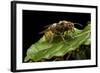 Vespa Crabro (European Hornet)-Paul Starosta-Framed Photographic Print