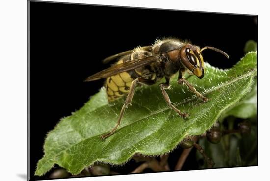 Vespa Crabro (European Hornet)-Paul Starosta-Mounted Photographic Print