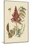 Vespa Ichneumon Tripilis or Fly Pennsylvania-Mark Catesby-Mounted Art Print