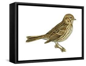 Vesper Sparrow (Pooecetes Gramineus), Birds-Encyclopaedia Britannica-Framed Stretched Canvas