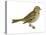 Vesper Sparrow (Pooecetes Gramineus), Birds-Encyclopaedia Britannica-Stretched Canvas