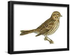 Vesper Sparrow (Pooecetes Gramineus), Birds-Encyclopaedia Britannica-Framed Poster